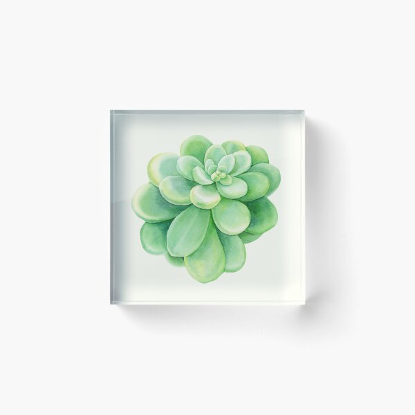 Item preview, Aeonium Lindleyi Succulent Watercolor Art designed and sold by BotanicPrints.
