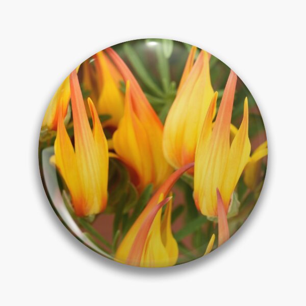 Item preview, Lotus maculatus  'Gold Flame'  Pico de Paloma  Parrot's beak   designed and sold by Chris Burrows.