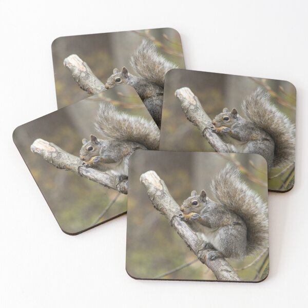 Item preview, A grey squirrel eating a nut designed and sold by Josef Pittner.