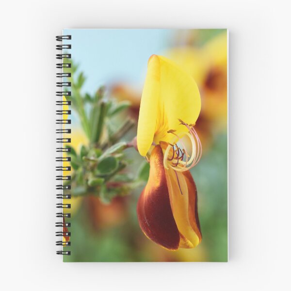 Item preview, Cytisus scoparius f. andreanus  Broom   designed and sold by Chris Burrows.