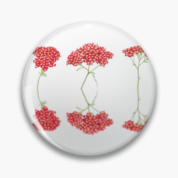 Item preview, Achillea  'Fanal'  Yarrow  Syn.  Achillea 'The Beacon'  designed and sold by Chris Burrows.