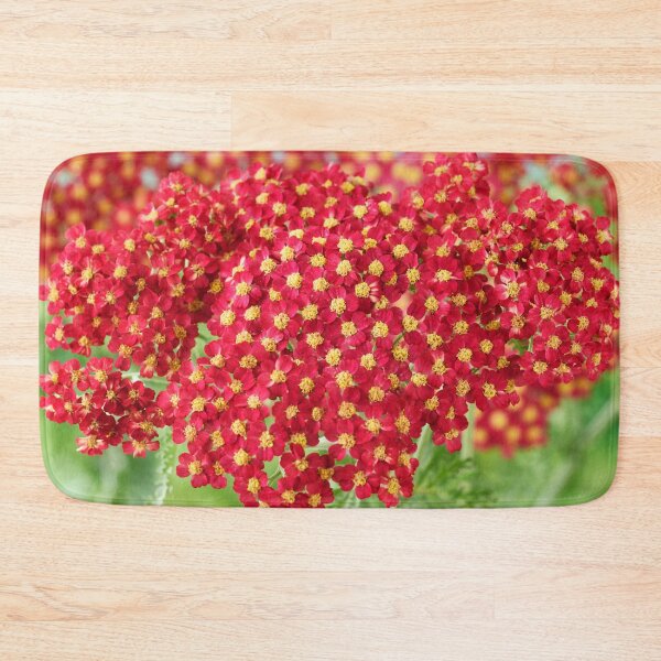 Item preview, Achillea 'Fanal' Yarrow Syn. Achillea 'The Beacon' designed and sold by Chris Burrows.