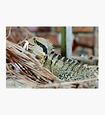 Lizard having a meal Photographic Print
