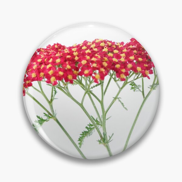 Item preview, Achillea 'Fanal' Yarrow Syn. Achillea 'The Beacon' designed and sold by Chris Burrows.