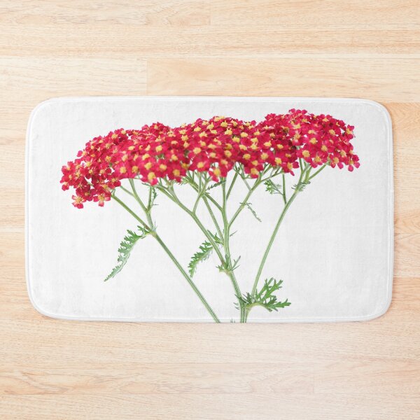Item preview, Achillea 'Fanal' Yarrow Syn. Achillea 'The Beacon' designed and sold by Chris Burrows.