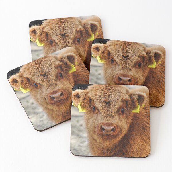 Item preview, Youngsters - Scottish highland cattle in the Eifel designed and sold by Glineur.