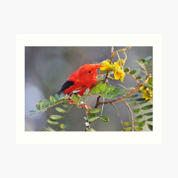 'I'iwi bird extracting nectar from yellow tree flowers in Maui, Hawaii Art Print