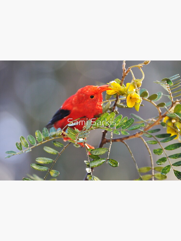 "'I'iwi bird extracting nectar from yellow tree flowers in Maui, Hawaii
