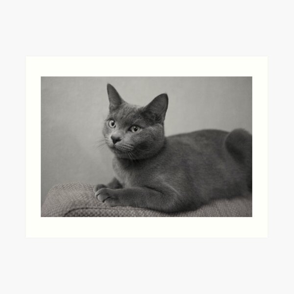 Russian Blue Art Print
