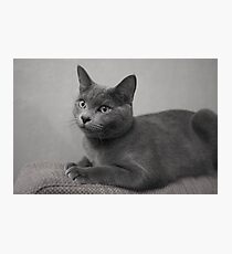 Russian Blue Photographic Print