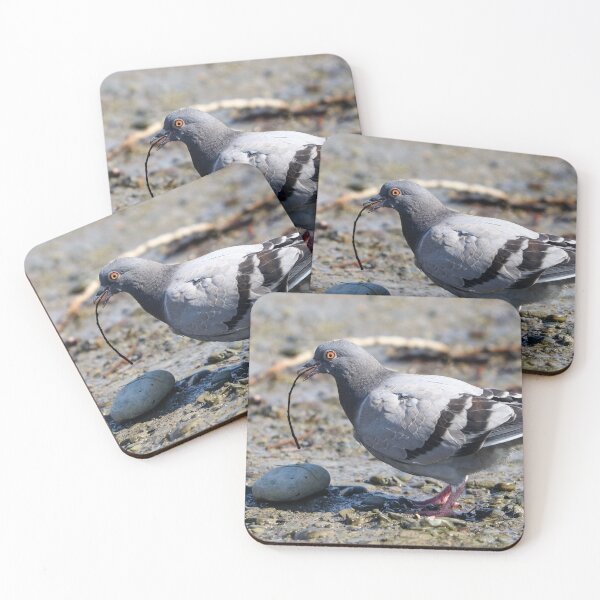 Item preview, Nesting pigeon designed and sold by GreyFeatherPhot.
