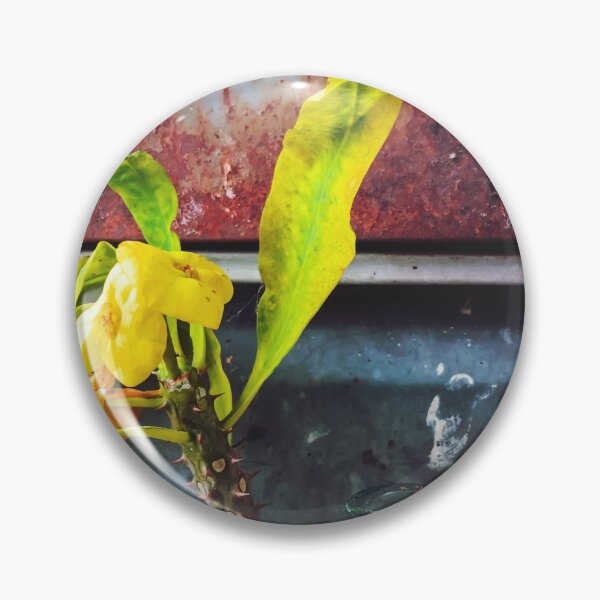 Item preview, yellow euphorbia milii plant with old lusty metal background designed and sold by Mrvell.