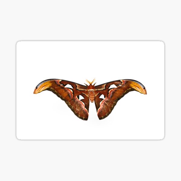 Snakes Head Moth Gifts Merchandise Redbubble