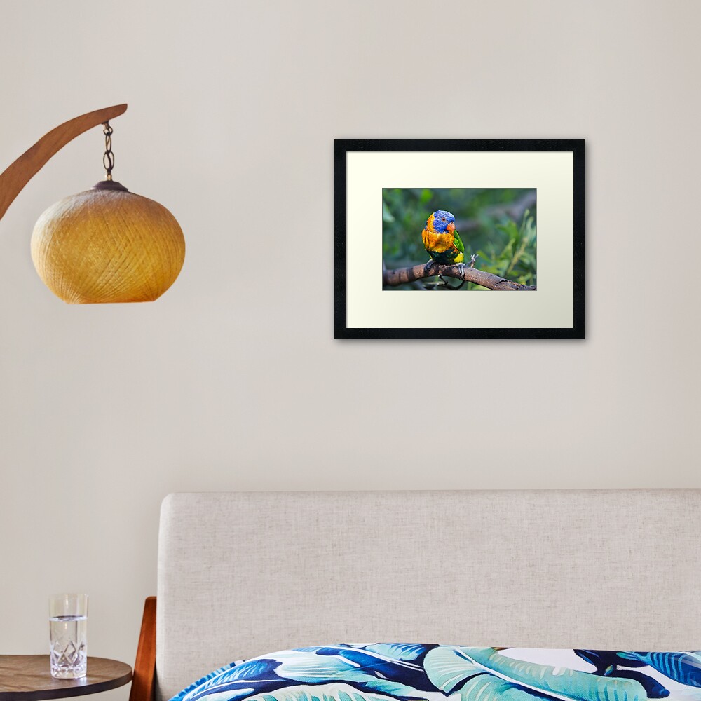 Colourful Character - Rainbow lorikeet Framed Art Print