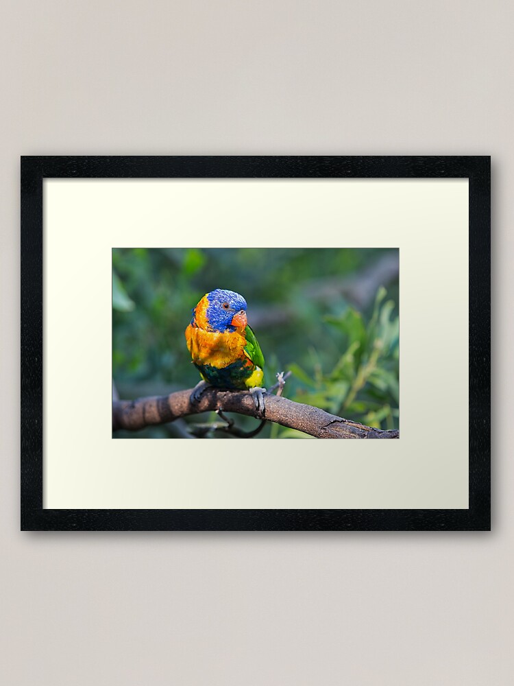 Alternate view of Colourful Character - Rainbow lorikeet Framed Art Print