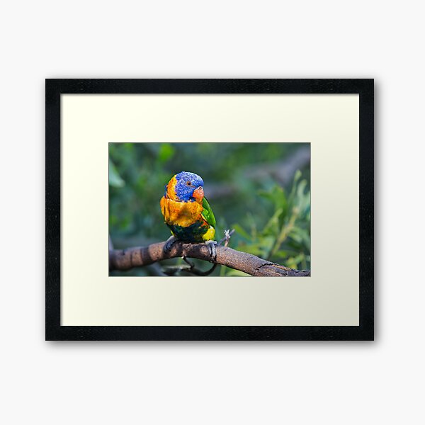 Colourful Character - Rainbow lorikeet Framed Art Print
