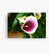 CALA LILY Canvas Print