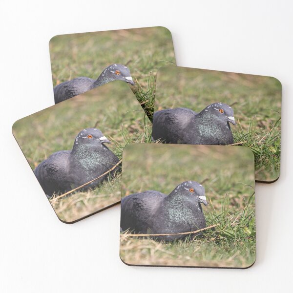 Item preview, Pigeon nesting on the ground designed and sold by GreyFeatherPhot.