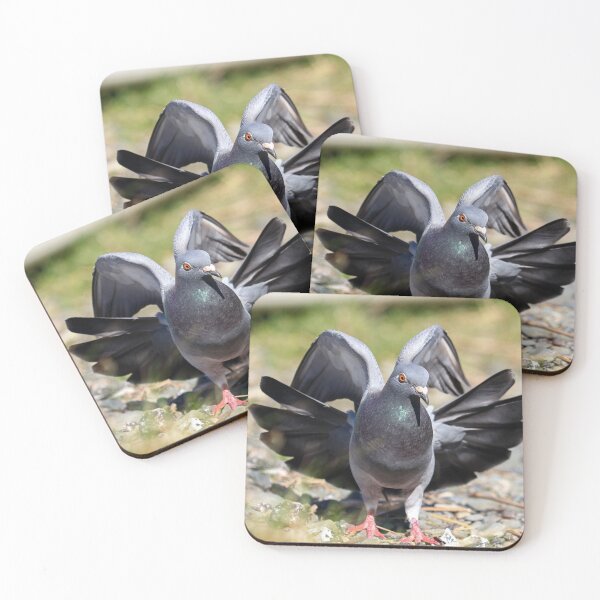 Item preview, Pigeon fanning its tail designed and sold by GreyFeatherPhot.