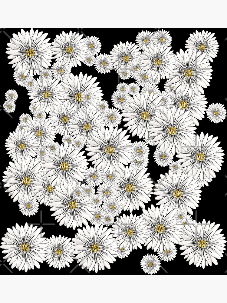 Daisies by notsniwart