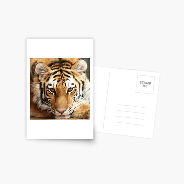 Tiger Postcard