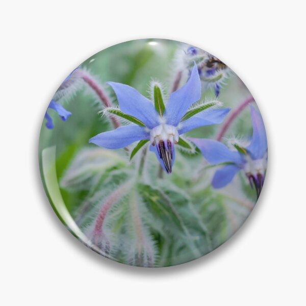 Item preview, Borage blue flowering herb designed and sold by Rabbitti.