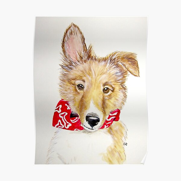 Tuck, Shetland Sheepdog Puppy Poster