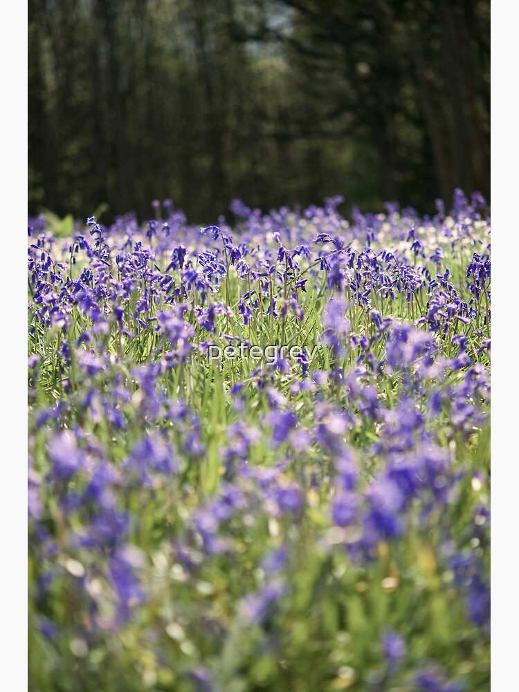 Day 307 - 12th May 2012 by petegrev