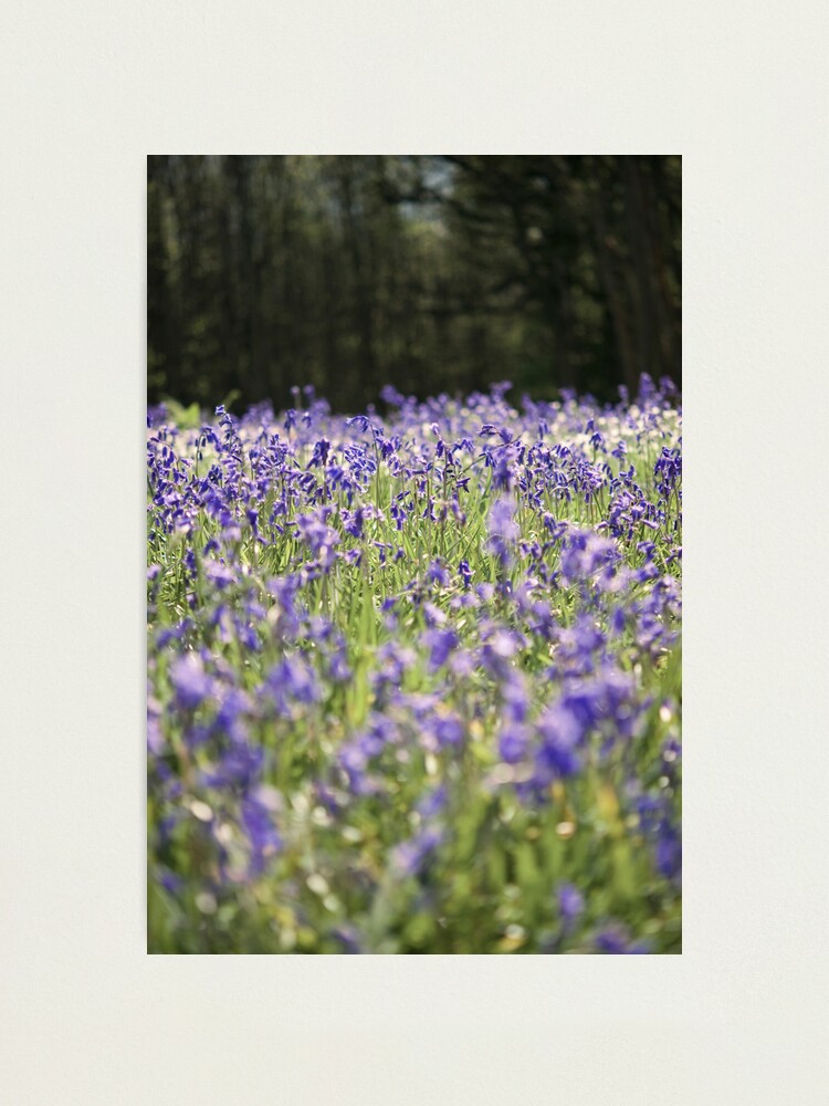 Alternate view of Day 307 - 12th May 2012 Photographic Print