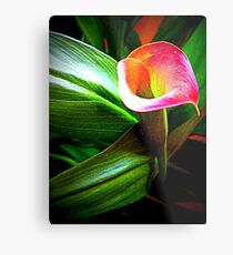Cala Lily Metal Print