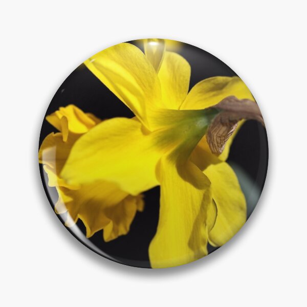 Item preview, Spring Daffodils designed and sold by Joy Watson - Natural Light Photography .