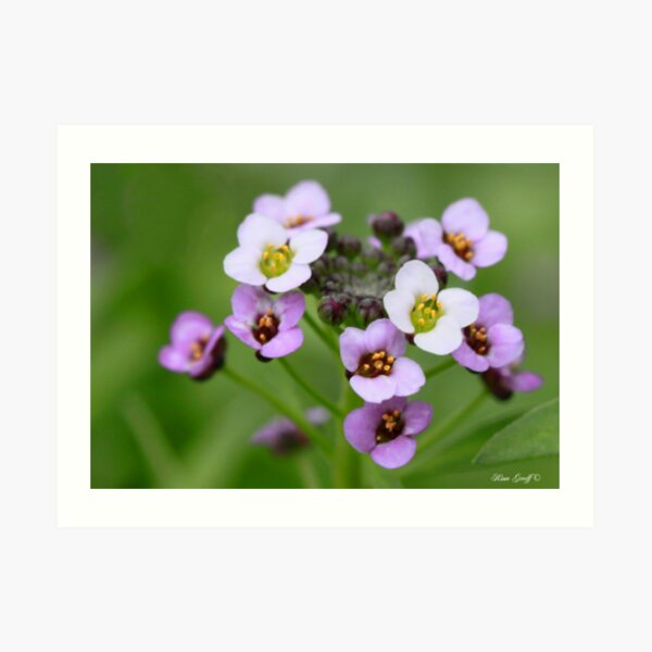 "Heuningblommetjies Sweet alyssum" Art Print for Sale by RinaG Redbubble