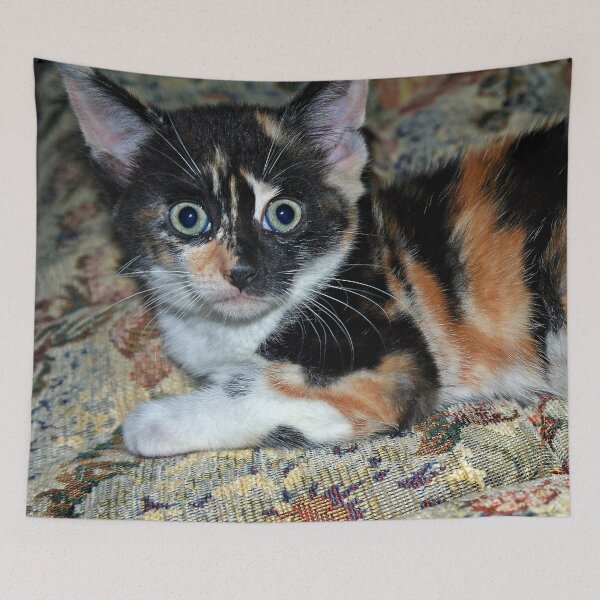 Item preview, Startled Kitten designed and sold by VikingVisual.