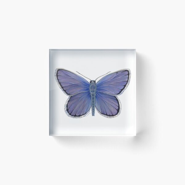 Aperçu de l'œuvre Papillon bleu mélèze créée et vendue par Tamara Clark.