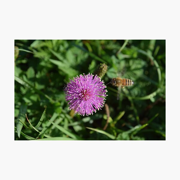 "Mimosa strigillosa nature flowers sunny mimosa Powderpuff Mimosa