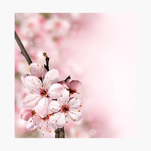 Item preview, Blossom in Pink designed and sold by Image NDesign.