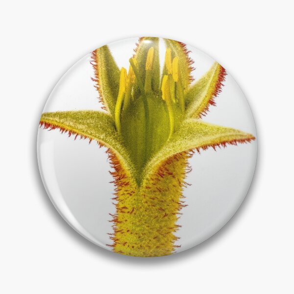 Item preview, Kangaroo Paw - Anigozanthos designed and sold by DPalmer.