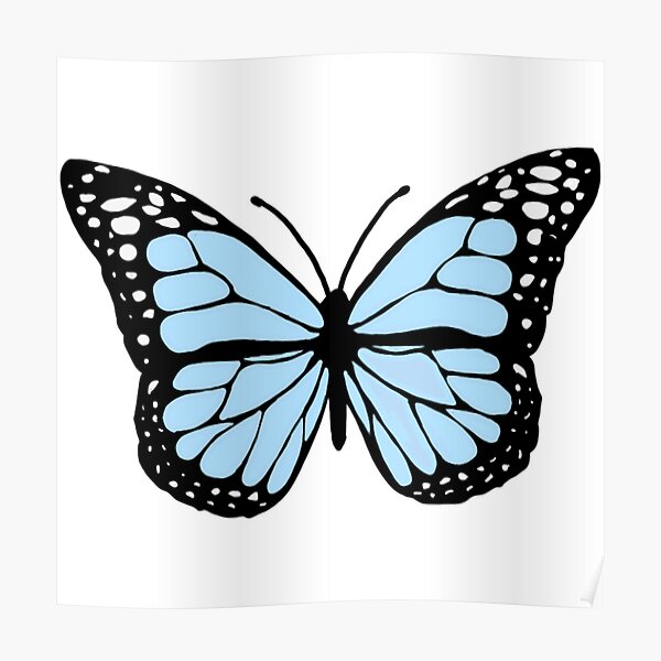 cornflower blue butterfly Poster