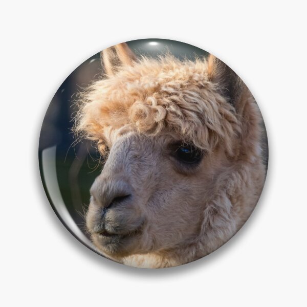 Item preview, Alpaca at the National Zoo designed and sold by Zoo and Nature Photography by Karie.