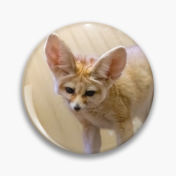 Item preview, Fennec Fox at the National Zoo designed and sold by Zoo and Nature Photography by Karie.