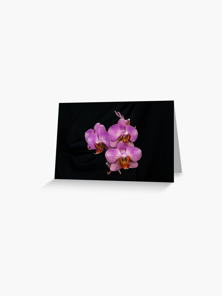 Tarjetas de felicitación «Orquídea de lavanda de tres motas» de vancer7 |  Redbubble