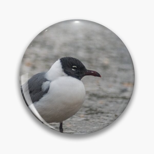 Item preview, Carolina gull designed and sold by KensLensDesigns.