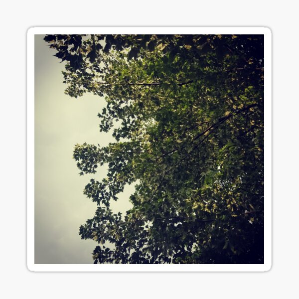 Trees Sticker