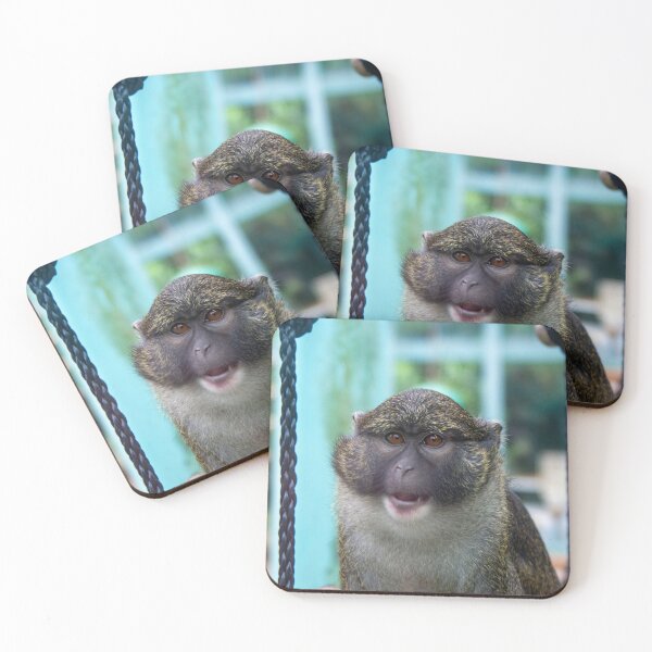 Item preview, Allen's Swamp Monkey at the National Zoo designed and sold by Zoo and Nature Photography by Karie.