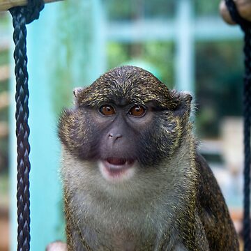 Allen's swamp monkey  Smithsonian's National Zoo and Conservation