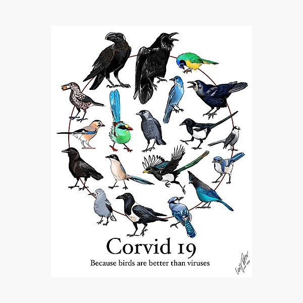 Corvid-19 Photographic Print