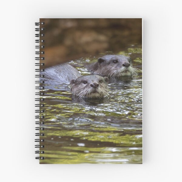 Item preview, Asian Small-Clawed Otters at the National Zoo designed and sold by Zoo and Nature Photography by Karie.