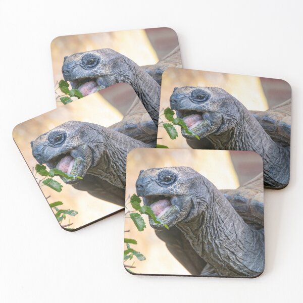 Item preview, Aldabra Tortoise at the National Zoo designed and sold by Zoo and Nature Photography by Karie.