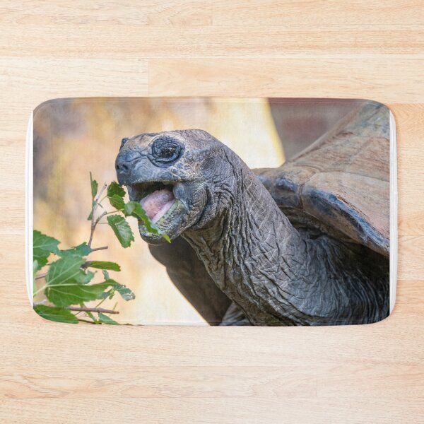 Item preview, Aldabra Tortoise at the National Zoo designed and sold by Zoo and Nature Photography by Karie.