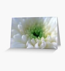 White Chrysanthemum Flower. Greeting Card